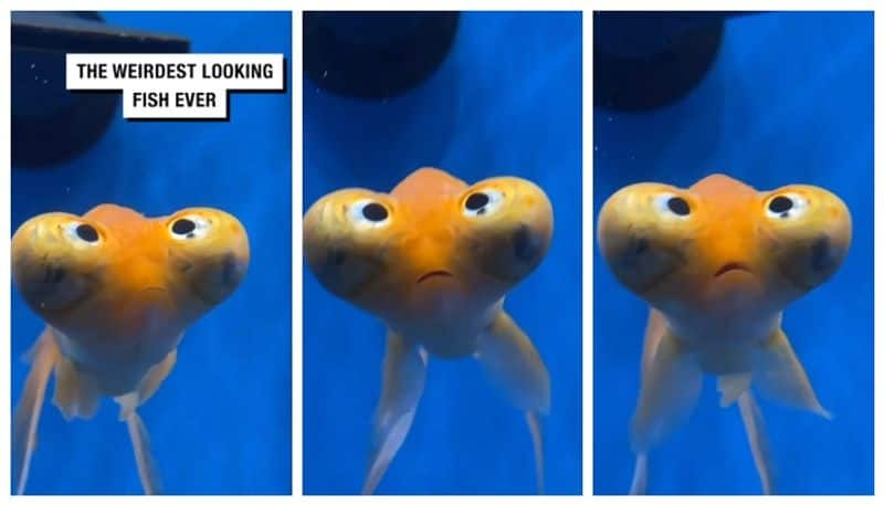 video of a Mysterious aquarium fish goes viral bkg