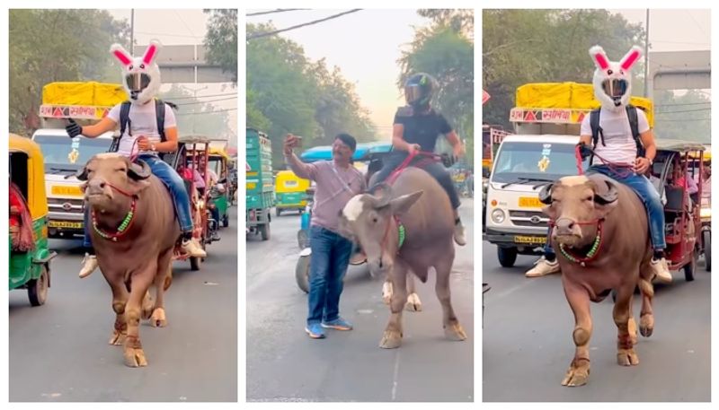 video of a young man traveling with a buffalo in protest against petrol prices has gone viral bkg