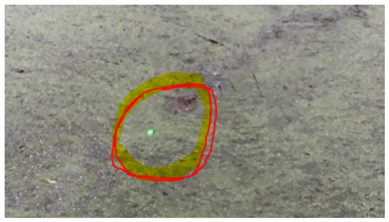 Viral video of crocodile that can bite laser light thinking its food bkg