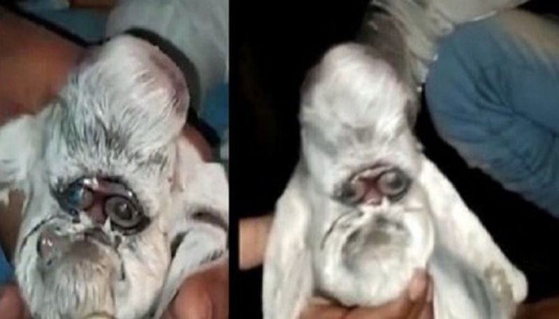 Baby goat born with human face..ISR