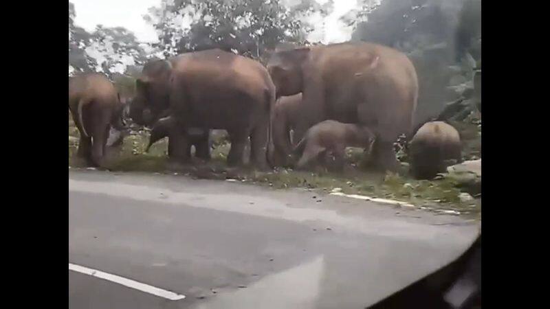 forest elephants roaming with baby elephants at road side in nilgiris vel