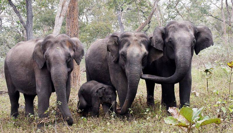 forest elephant road roaming road side in tirupur district vel