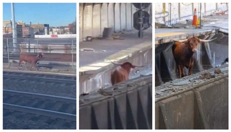 video of a bull run at Penn Station in newark near New York City has gone viral bkg