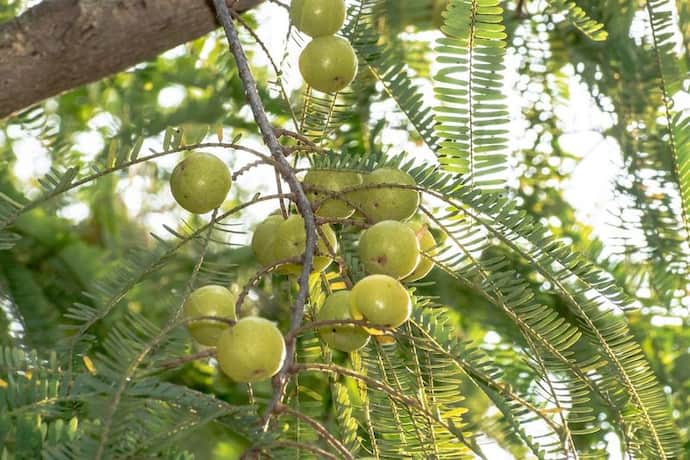 amla tree