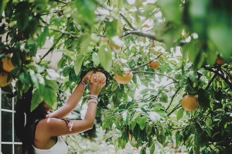 how do you grow a fruit salad tree at home rsl