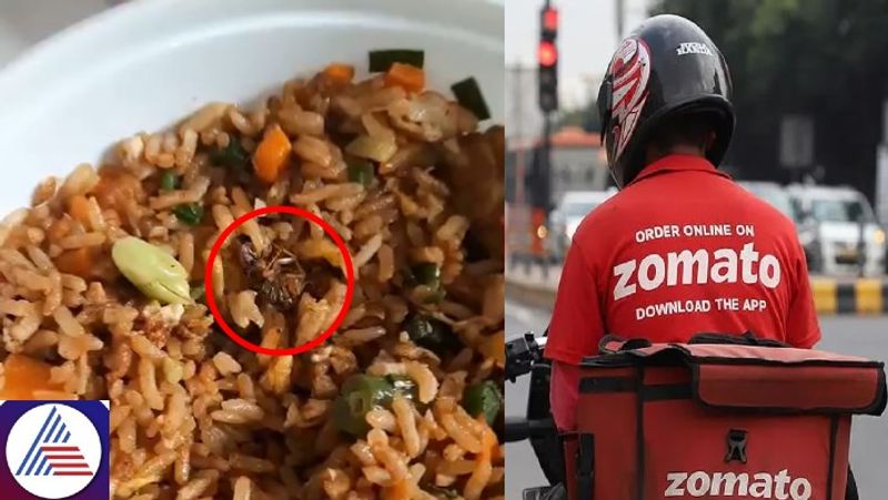 Dead cockroach found inside Biryani ordered via Zomato? Bengaluru woman shares pic on X, company responds vkp