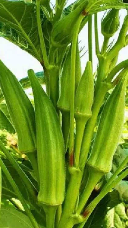 <p>Lady’s finger can be planted in the garden during the winter season. Use organic fertilizers and insecticide sprays to ensure plant’s health. <br />
 </p>
