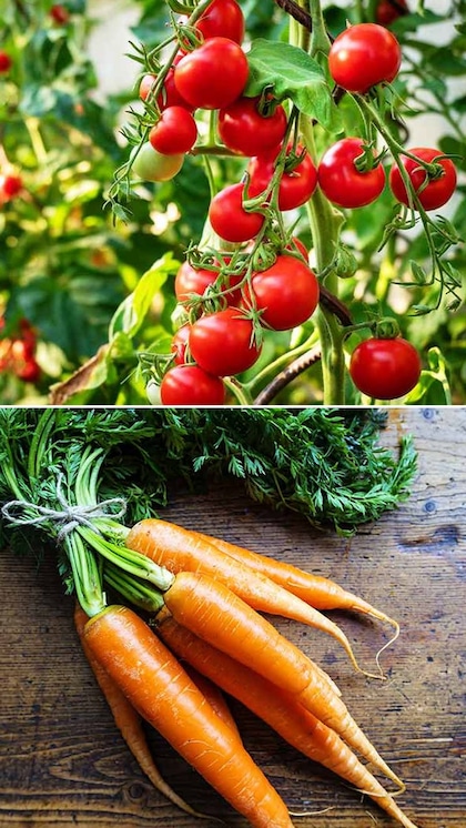 Hassle-free organic vegetables to grow in your garden