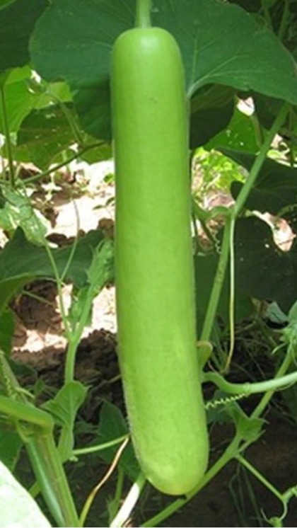 <p>A single vine can grow a number of bottle gourds. The plant begins yielding produce within 60-65 days when planted in winter. <br />
 </p>
