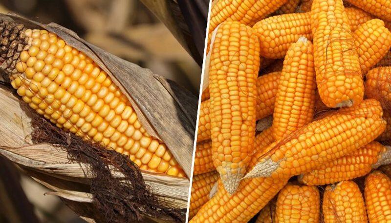 Dietary fibre to anti-oxidant properties: 7 health benefits of Corn ATG EAI