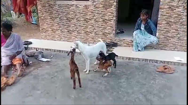 a dog feed to goats in kumbkonam video goes viral vel