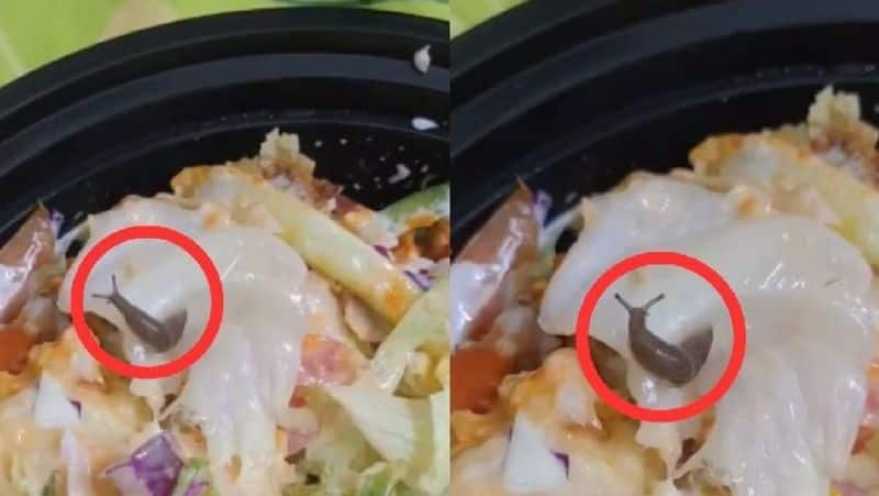 Bengaluru man finds live snail in salad ordered via Swiggy, Video viral; company responds Vin