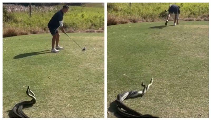 Viral video : Man playing golf next to huge snakes in Australia - bsb