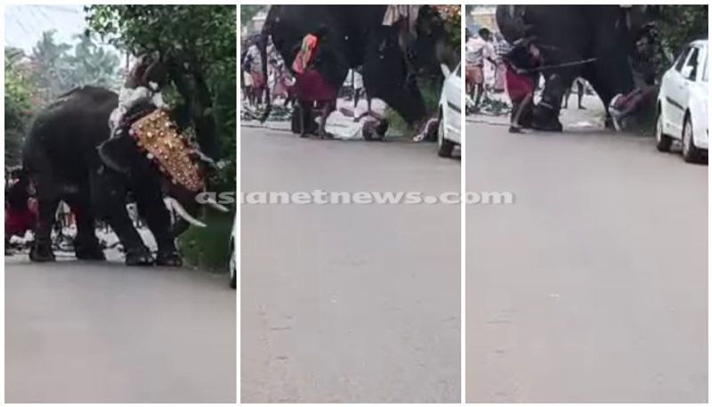 elephant runs amok in kochi temple video out apn 