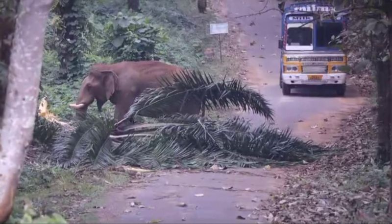 elephant kattappa blocked athirappilly road for one and half hours joy