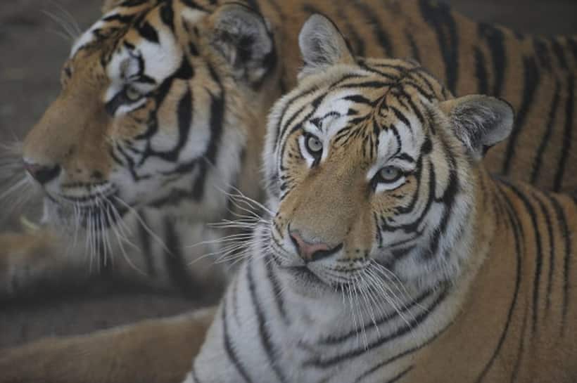 Diplomacy in conservation: India to translocate tigers to Cambodia, eyes collaboration with Kazakhstan
