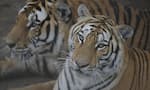 Hyderabad Zoo Introduces Glass Enclosure for White Tigers in telugu akp