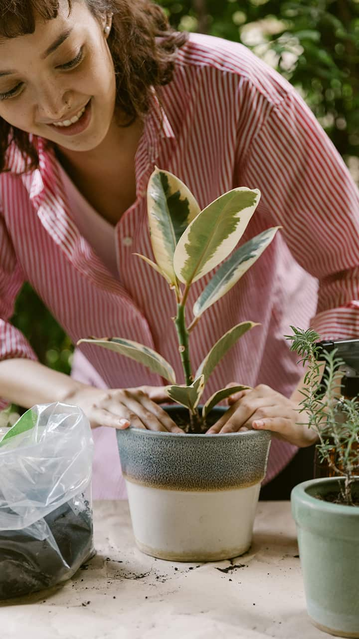 never keep these unlucky plants in your house it may cause sudden death in tamil mks