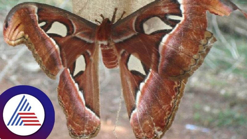 Atlas moth Attracted attention in Bobravada Biodiversity  rav