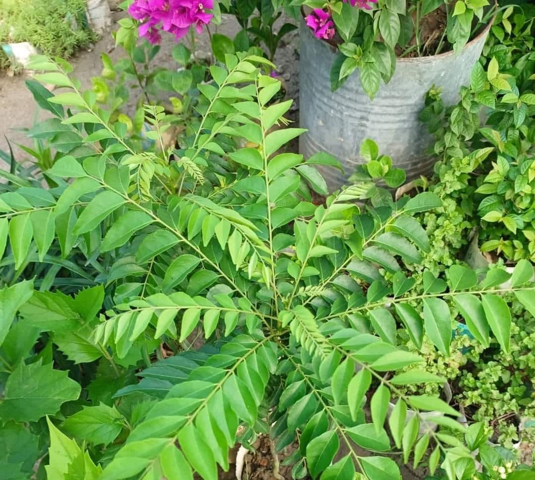 amazing benefits of curry leaves rsl