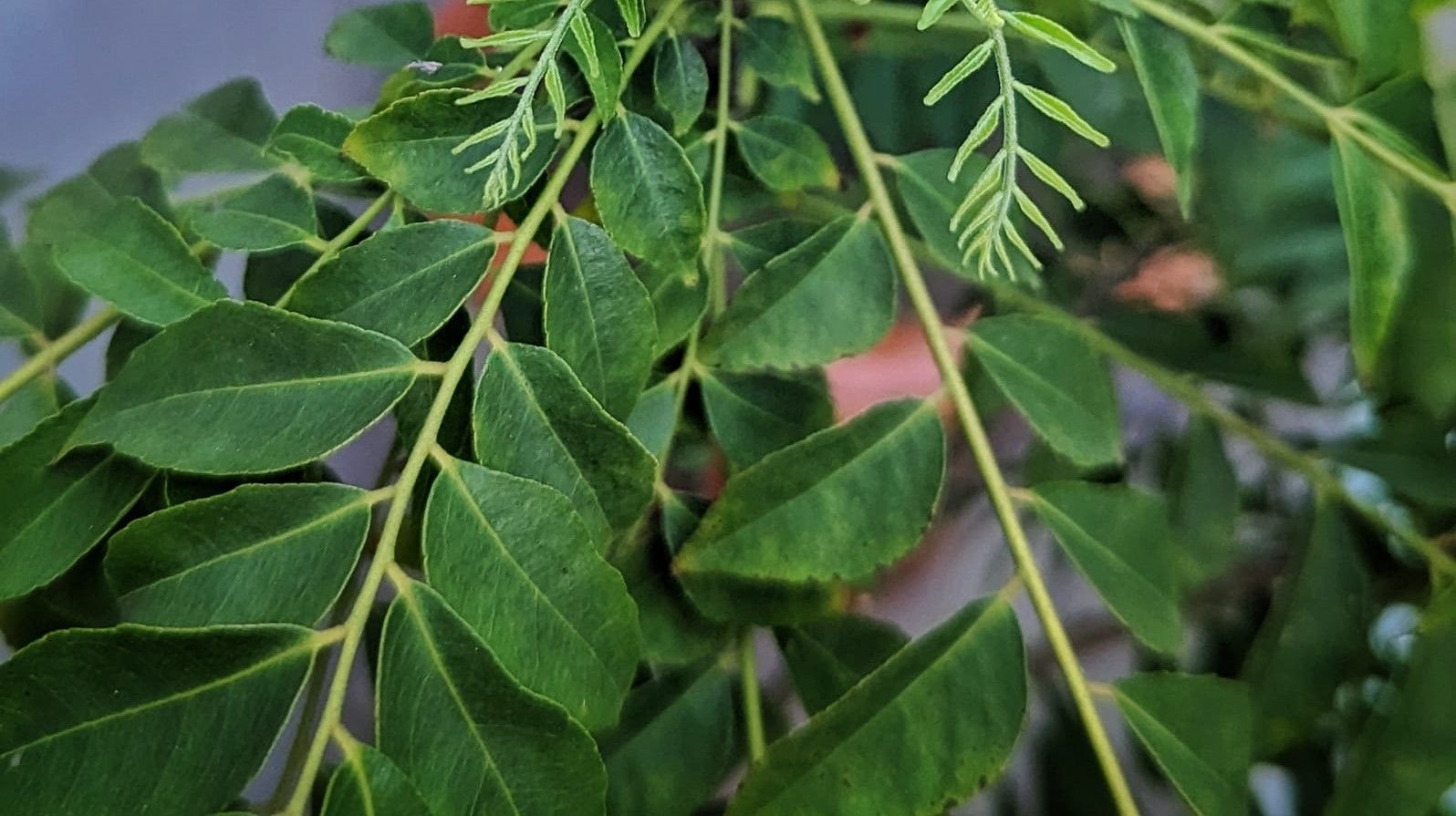 curry leaves good for over all health 