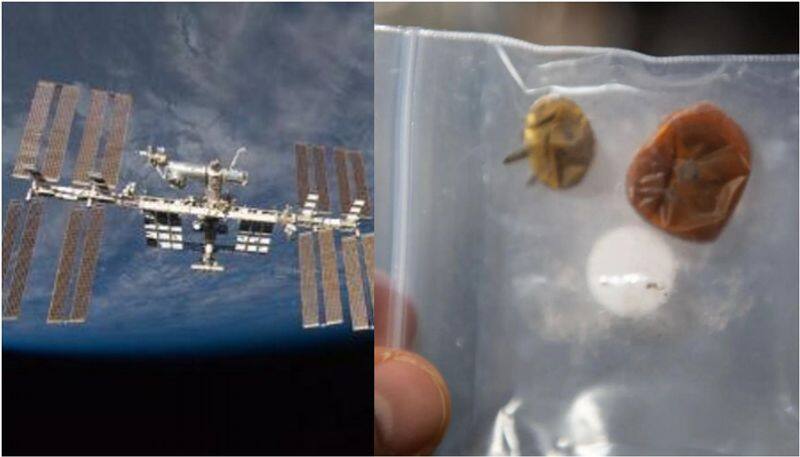 image of two rogue tomatoes were recovered after roaming on  International Space station for nearly a year etj