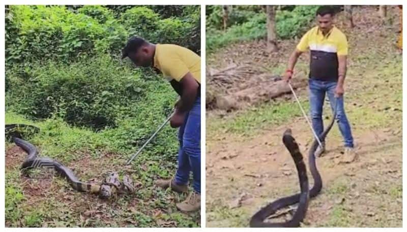 python hunt Cobra in Dakshina Kannada nbn