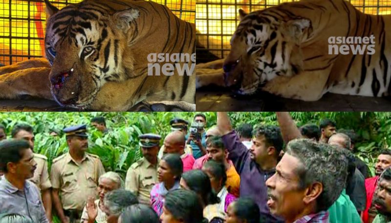 wayand tiger to thrissur zoo? Transfer to center in sulthan bathery, follow up after treatment