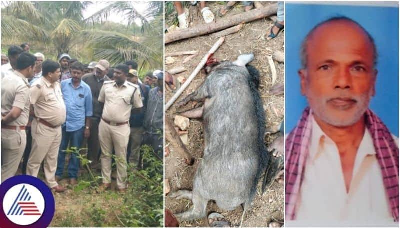 Hassan villagers attack on forest pig and killed it sat