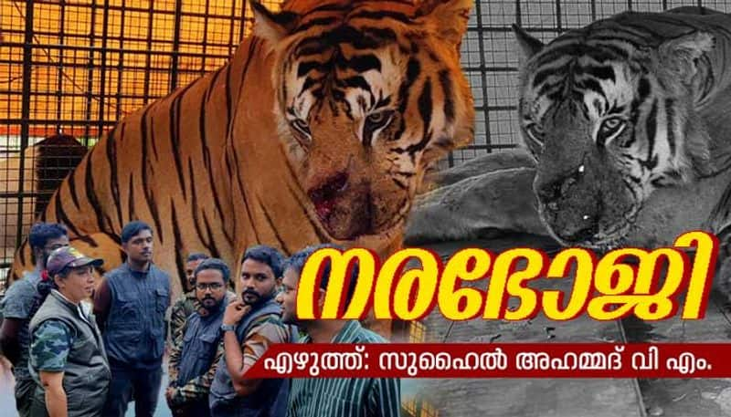 tiger wwl 45 caged after in wayanad photostory by Suhail Ahmed VM bkg