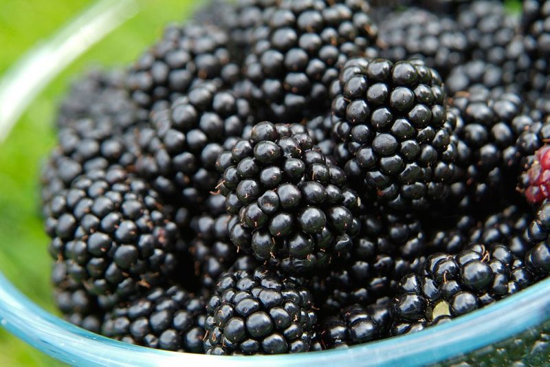 health benefits of eating blackberries diet 