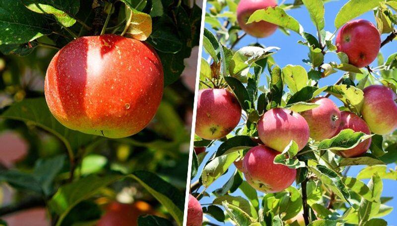 Immunity booster to Hydration source: 7 reasons to enjoy apples in Winter ATG EAI