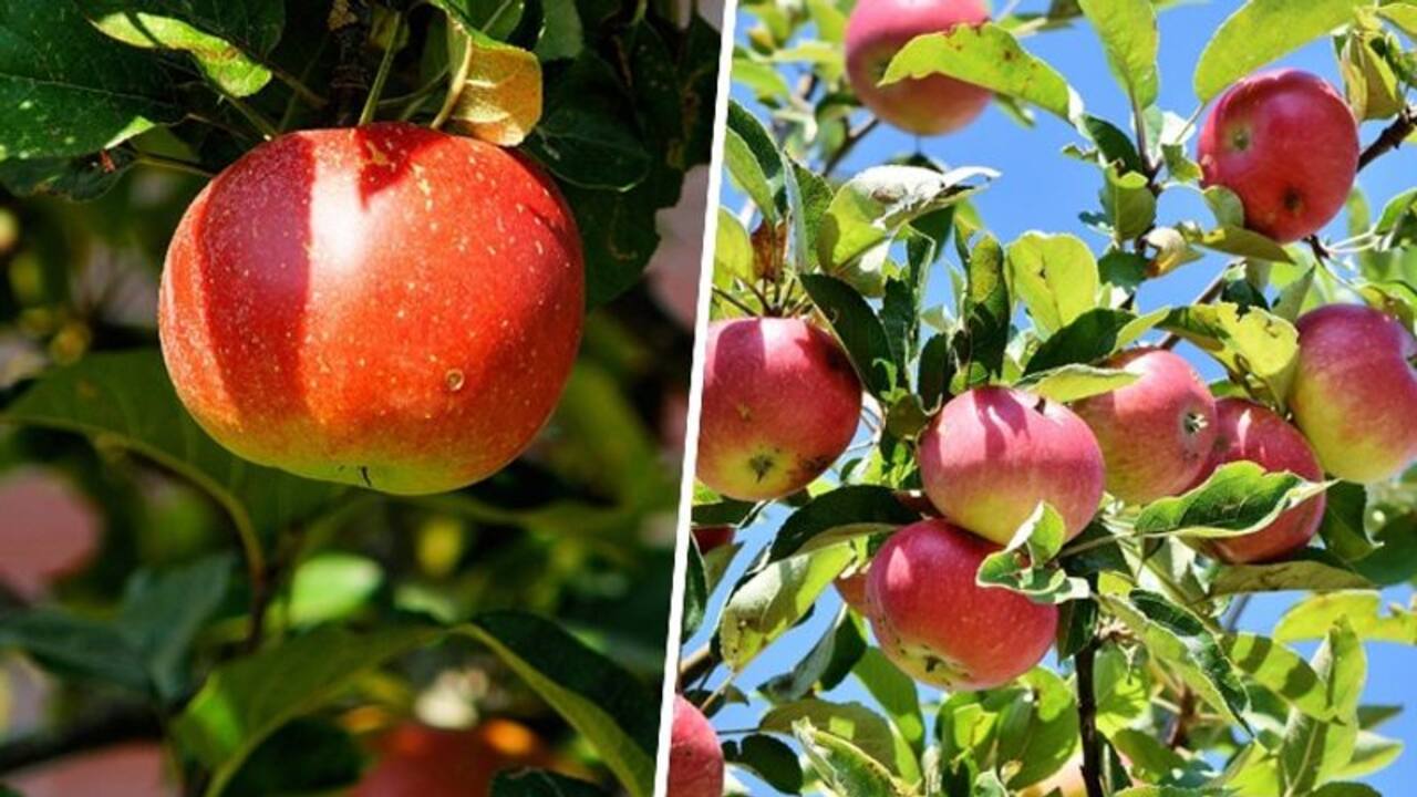 Immunity booster to Hydration source: 7 reasons to enjoy apples in Winter