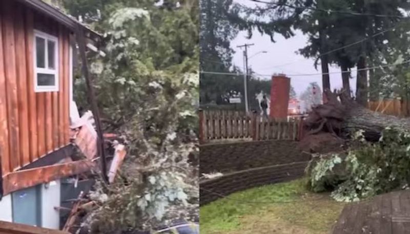 tree fallen house collapses video rlp