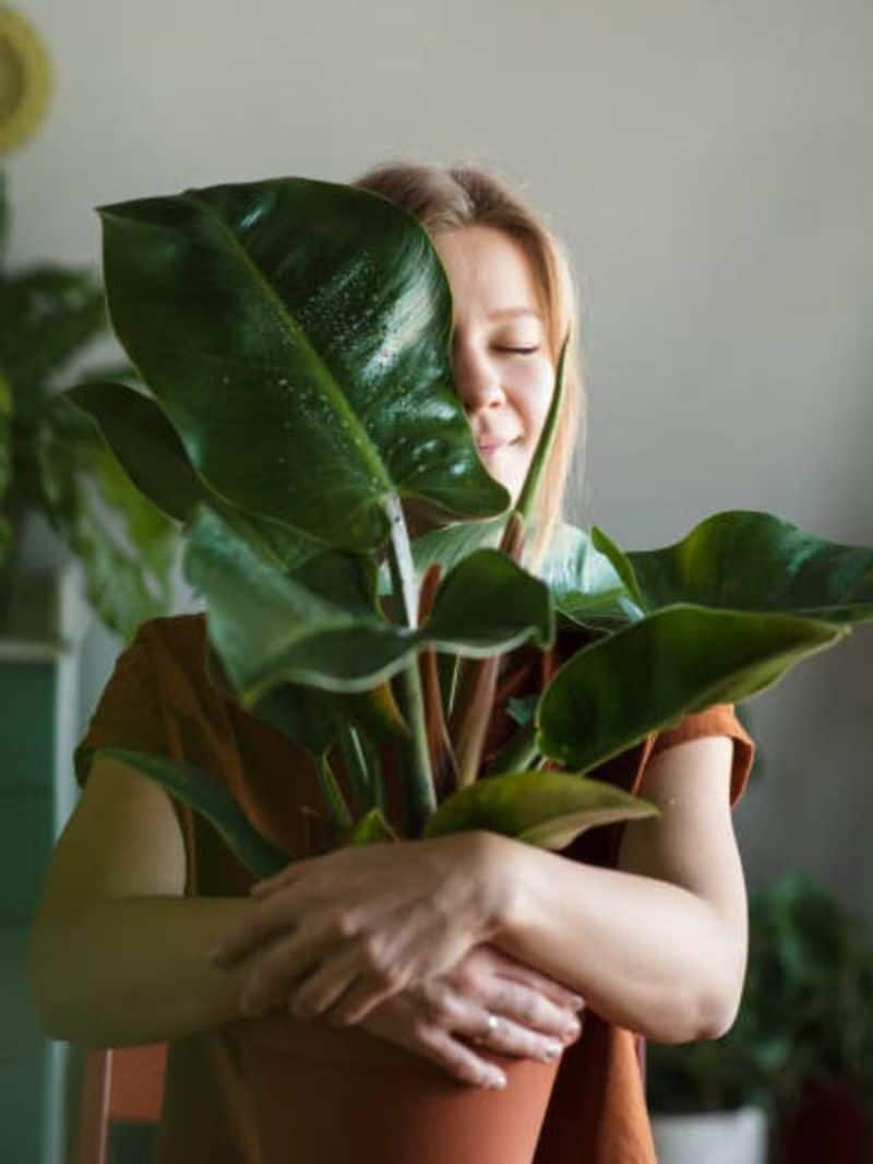 how to prevent indoor plant from wilting rlp