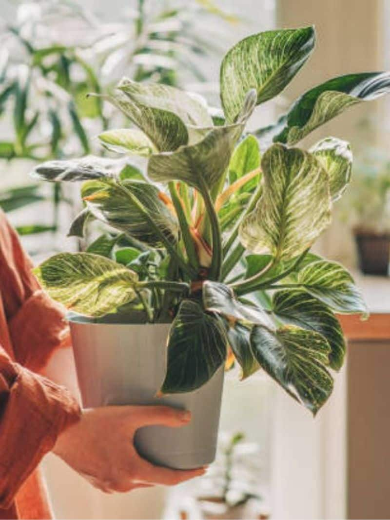 best houseplants that reduce dust at home naturally rsl