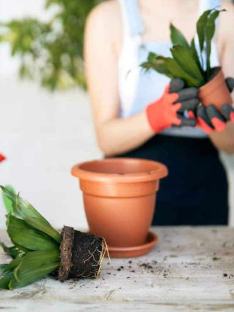 Ways to protect indoor plants in winter ram