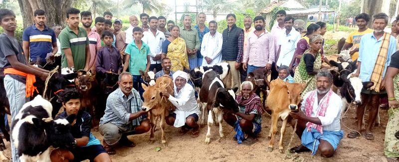 Mixed breed cow farming is helpful for self-sufficiency snr