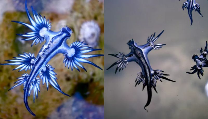 pretty looking colourful creature blue dragons spotted near seashore in Besant Nagar beware of painful sting etj