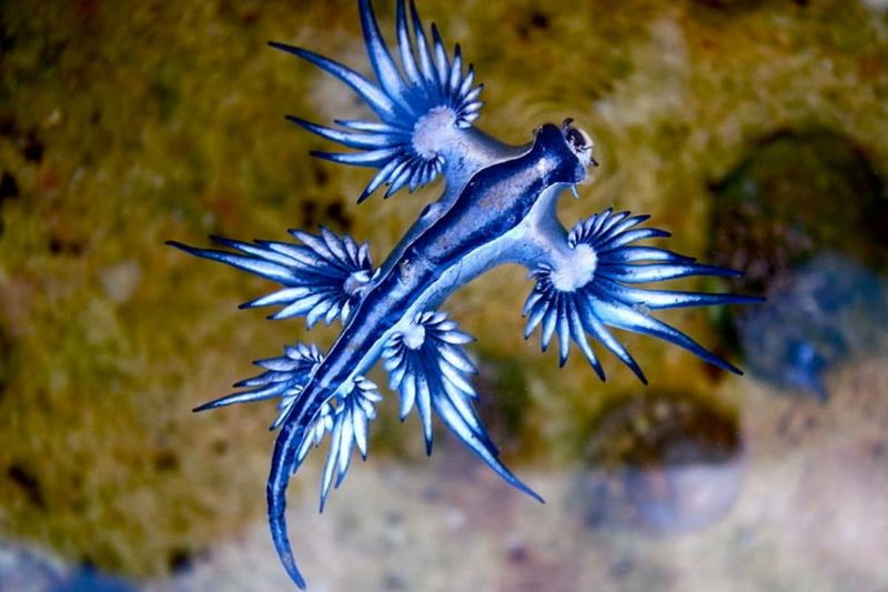 Beachgoers beware! Venomous blue dragons spotted near seashore in Besant Nagar sgb