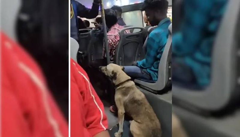 dogs joyful ride in bengaluru bus rlp