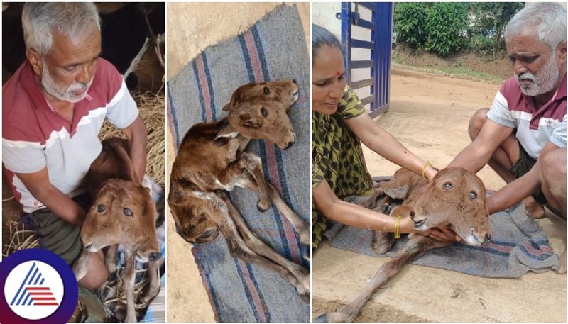 Karnataka Jawari cow that gave birth to 2 headed calf in Hassan sat