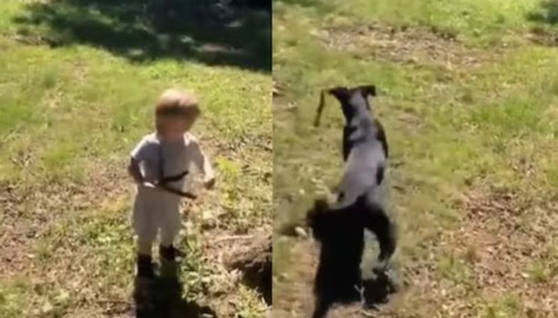 toddler mistaken snake as twig then this happened