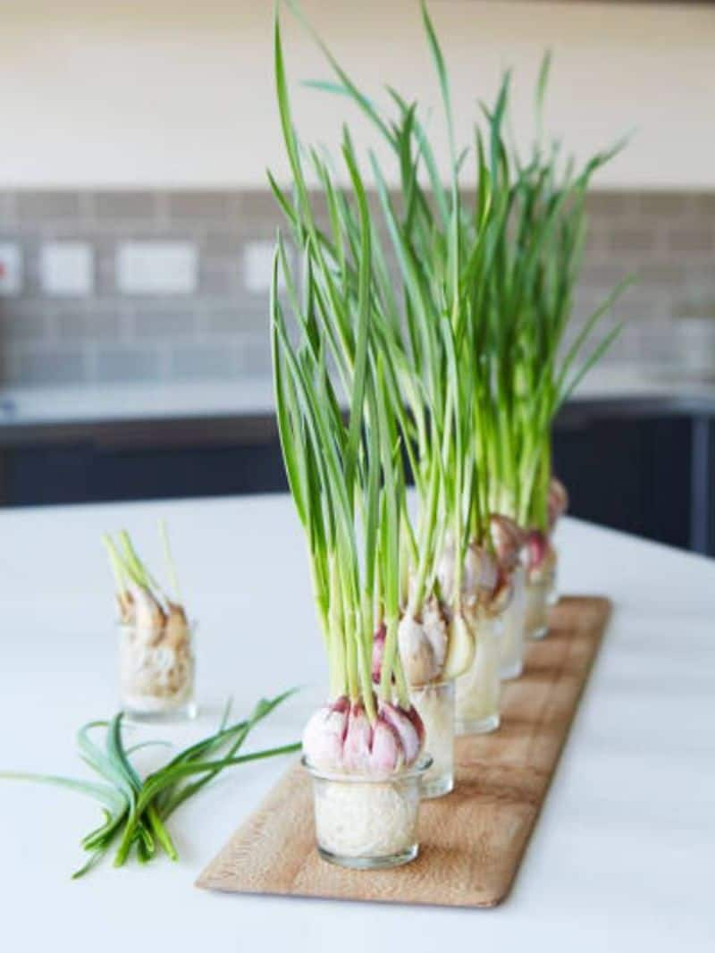 regrow vegetables in our kitchen rlp