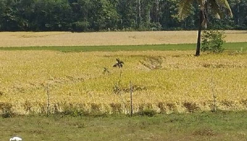 Farmers Happy For 3000 per Quintal of Paddy in Karnataka grg 