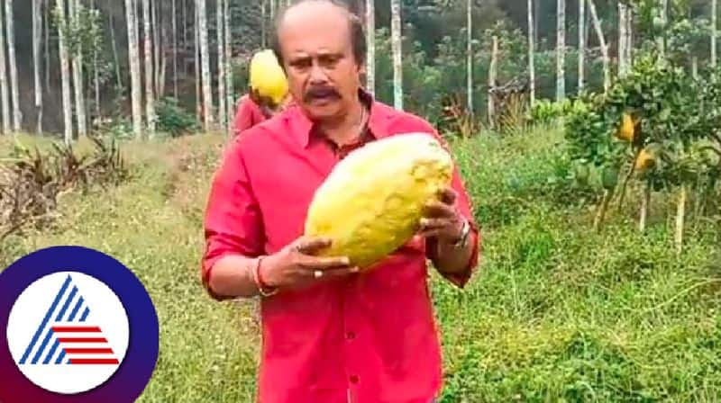 Lemons weighing 5 kg in a farmers name of viju subramani garden in Kodagu rav