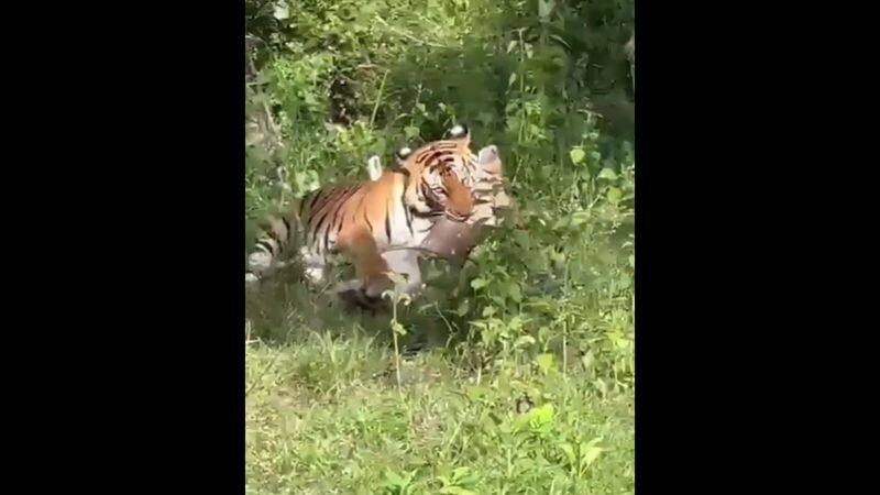 a tiger hunt a deer at forest area near nilgiris district video goes viral vel