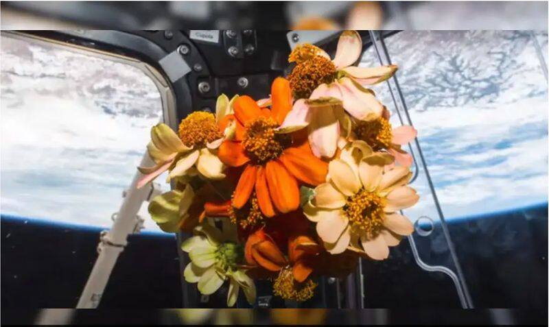 From blooming flowers to dancing flames, NASA shares mesmerising space experiments of 2023 (WATCH) snt