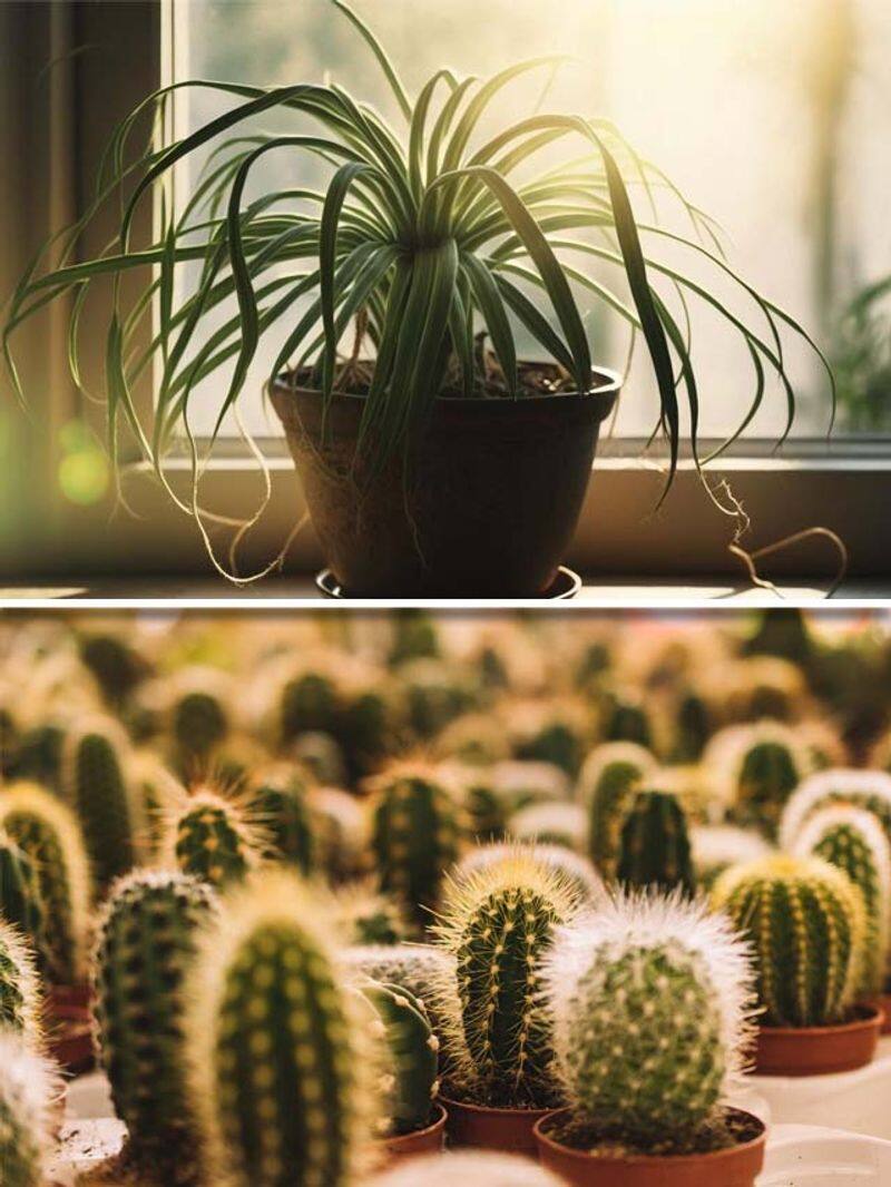 Cactus to Spider Plant-7 plants that can bring bad luck in 2024 RBA EAI