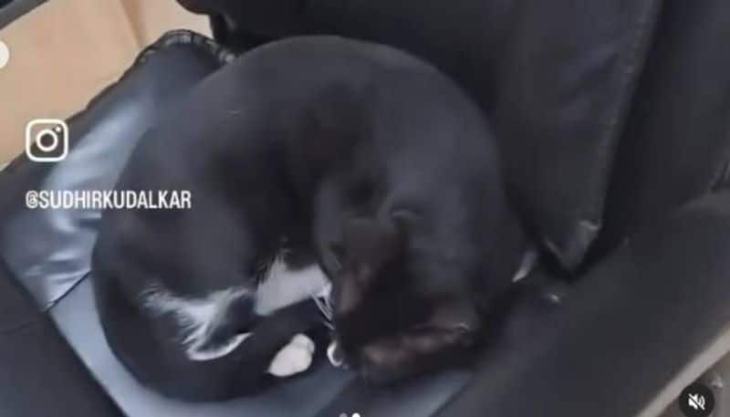 cat in senior police officers chair viral video rlp 